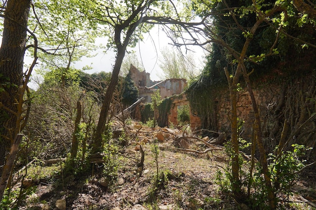 A ruined building in the woods with trees and plants in the foreground.