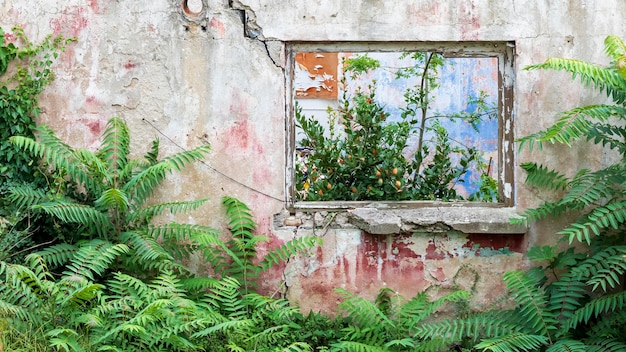 Ruined house in the forest