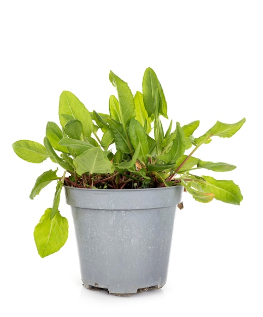 Rumex in pot in front of white background