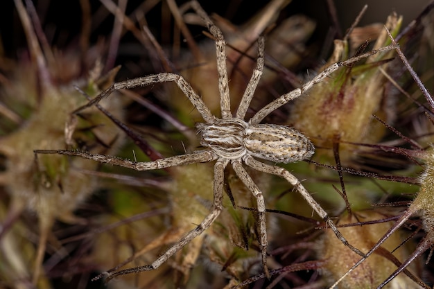 Running Crab Spider of the Family Philodromidae