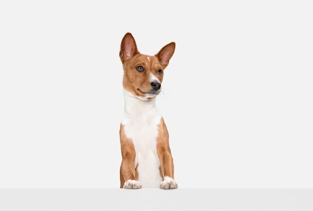 Running. Cute sweet puppy of Basenji cute dog or pet posing with ball isolated on white wall. Concept of motion, pets love, animal life. Looks happy, funny. Copyspace for ad.