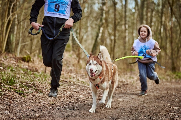 Running father and girl with pulling Siberian Husky sled dog in harness on autumn forest road