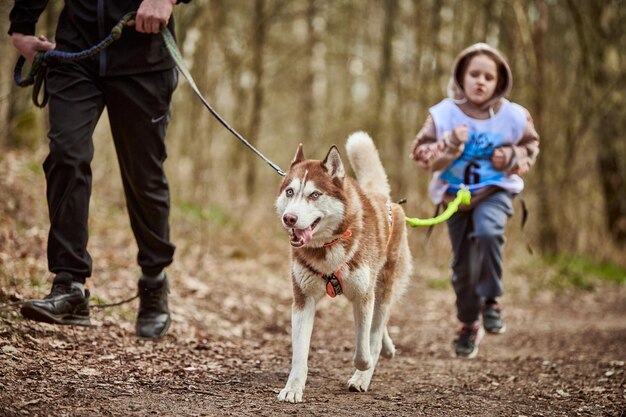 Running father and girl with pulling Siberian Husky sled dog in harness on autumn forest road