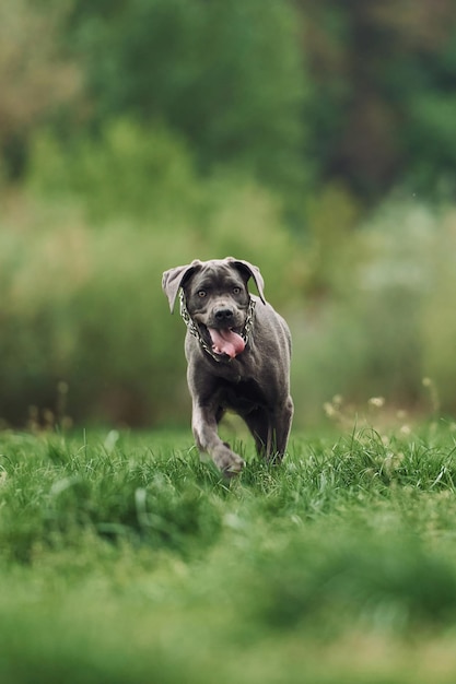 Running on the grass Portrait of dog with short black fur that is having a walk outdoors at summertime