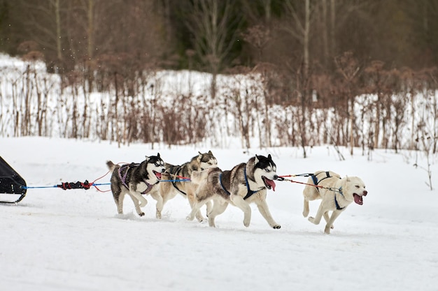 Photo running husky dog on sled dog racing winter dog sport sled team competition siberian husky dogs