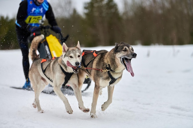 Photo running husky dog on sled dog racing winter dog sport sled team competition siberian husky dogs