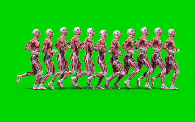 A Running Male Anatomy Figure with Muscles Map isolated on Green Background.