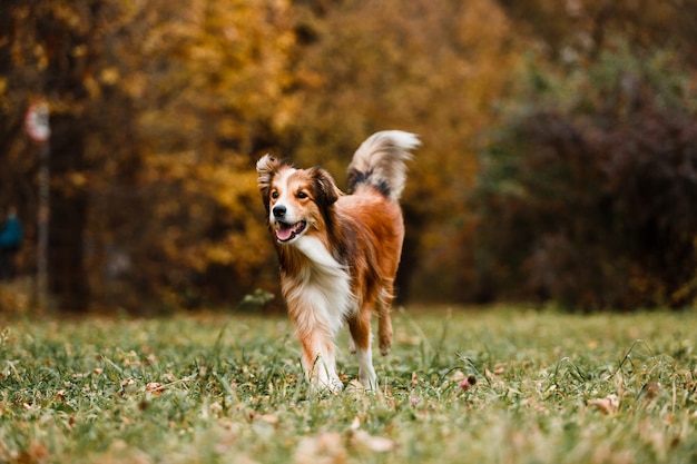 Running red border collie dog in autumn forest