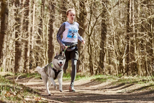 Running Siberian Husky sled dog in harness pulling man on autumn forest country road