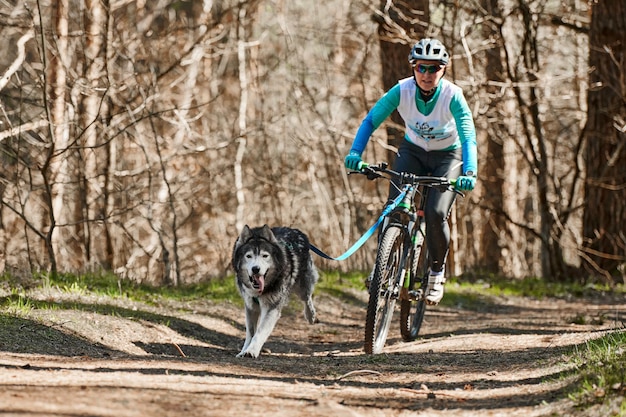 Running Siberian Husky sled dog pulling male cyclist on autumn forest dry land Husky dog mushing