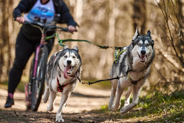 Running Siberian Husky sled dogs in harness pulling scooter on autumn forest dry land scootering