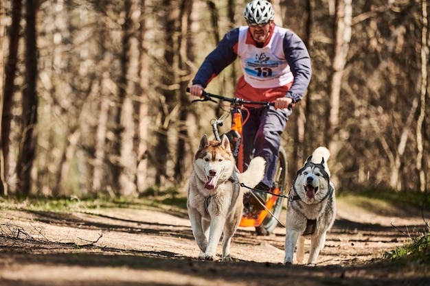 Running Siberian Husky sled dogs pulling scooter man on autumn forest dry land Husky dogs scootering