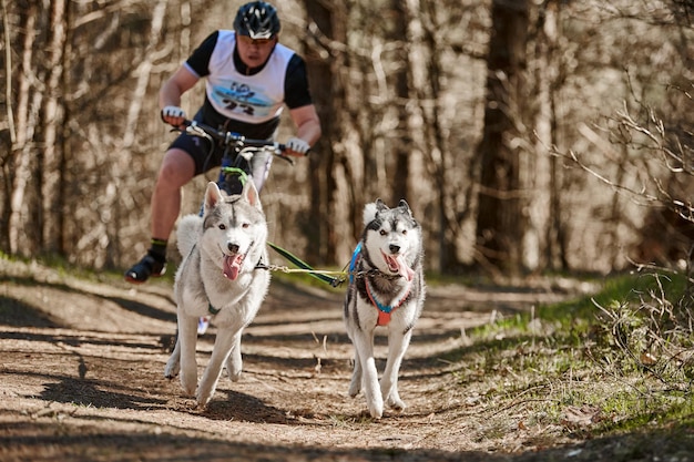 Running Siberian Husky sled dogs pulling scooter man on autumn forest dry land Husky dogs scootering