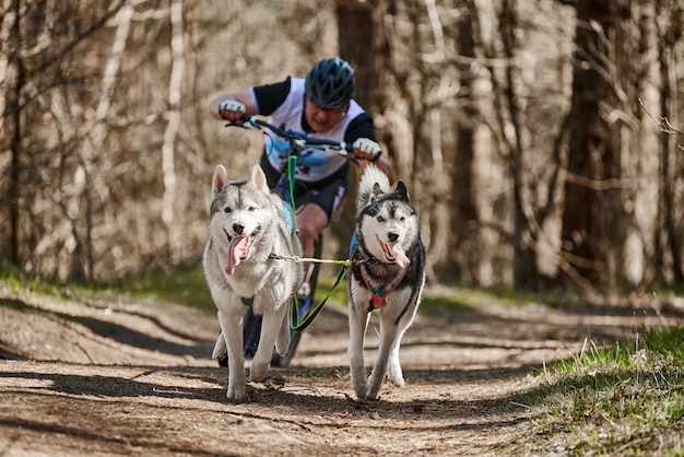 Running Siberian Husky sled dogs pulling scooter man on autumn forest dry land Husky dogs scootering