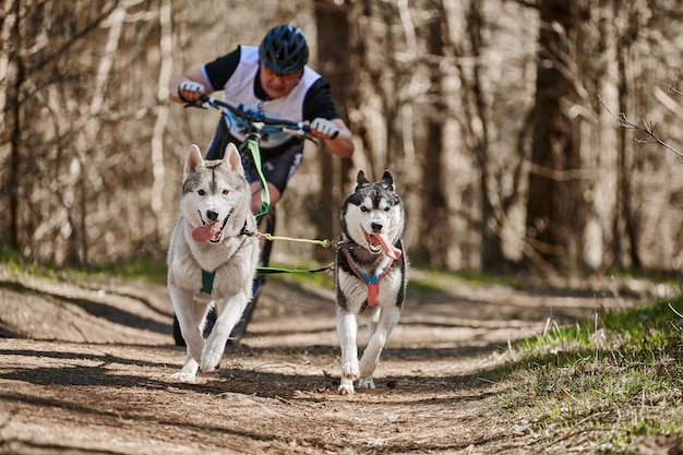 Running Siberian Husky sled dogs pulling scooter man on autumn forest dry land Husky dogs scootering