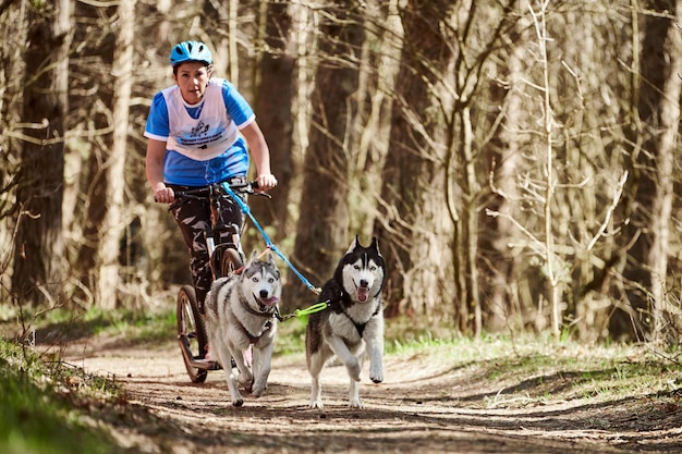 Running Siberian Husky sled dogs pulling scooter woman on autumn dry forest Husky dogs scootering