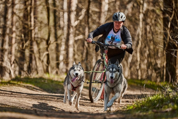 Running Siberian Husky sled dogs pulling scooter woman on autumn dry forest Husky dogs scootering