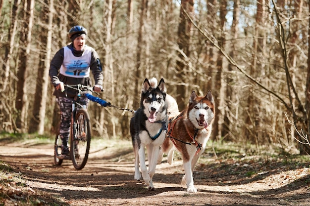 Running Siberian Husky sled dogs pulling scooter woman on autumn dry forest Husky dogs scootering