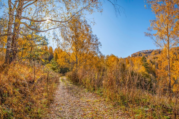 Rural autumn road