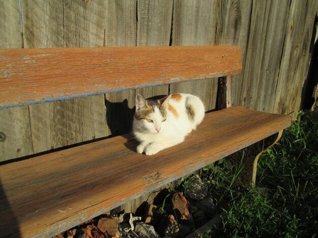 Photo rural cat resting on a bench rural idyll