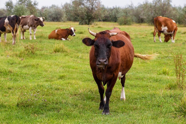 Rural cows graze on a green meadow. Rural life. Animals. agricultural country