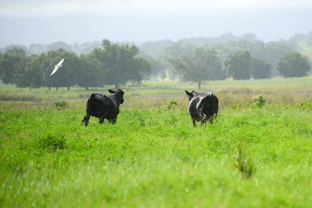 Rural cows graze on a green meadow rural life