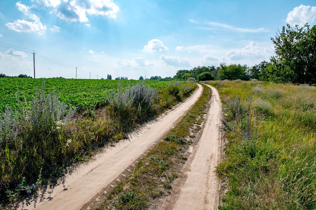 A rural dirt road running through blooming fields. Two Ground Track and flowering panls on sides