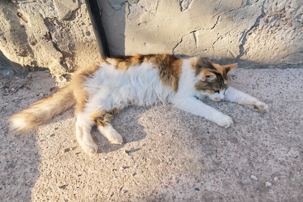 Rural domestic tricolor cat resting lying on the sidewalk