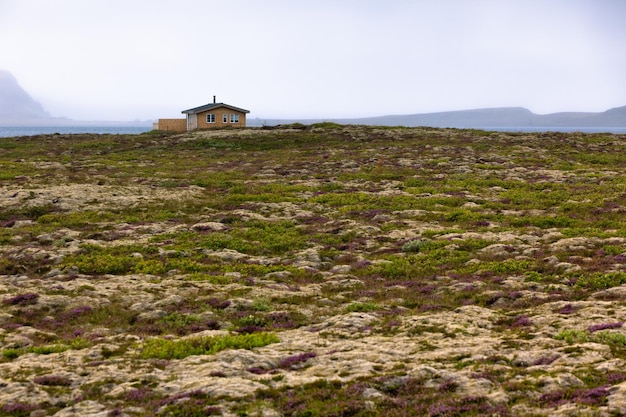 Rural House at Blooming Moss Field in Iceland