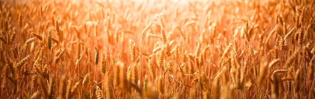 Rural landscape Ears of wheat in a wheat field