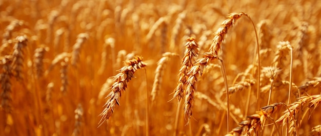 Rural landscape Ears of wheat in a wheat field