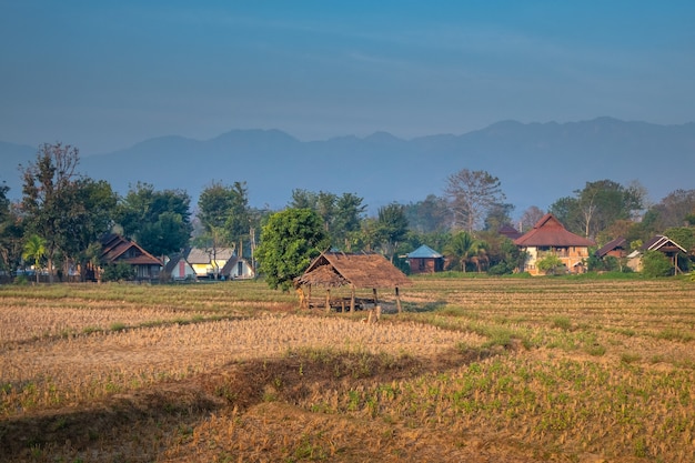 Rural landscape in the north of Thailand. Harvested rice fields with village and mountains in the background.