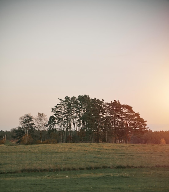 Rural landscape panorama Green meadow in the evening with trees and cows