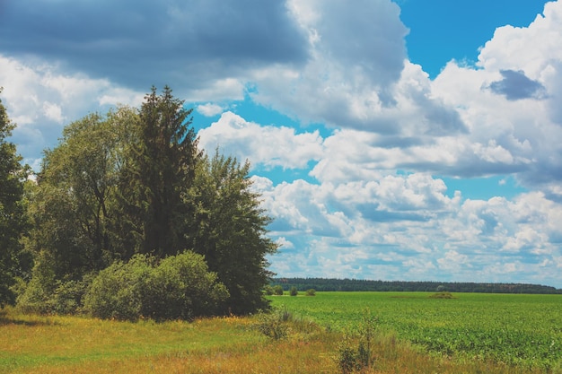 Rural landscape Trees on the edge of a green field on a sunny summer day