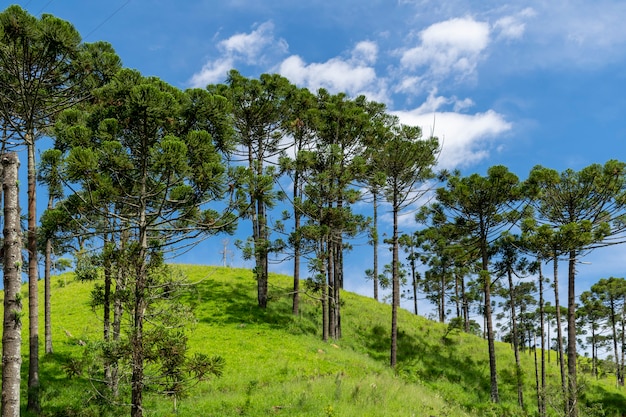 Rural landscape with araucarias on the hill