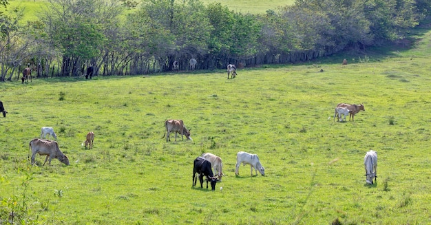 Rural landscape with cattle grazing. Sao Paulo state, Brazil.