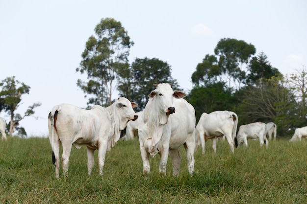 Rural landscape with cattle, green pasture and trees