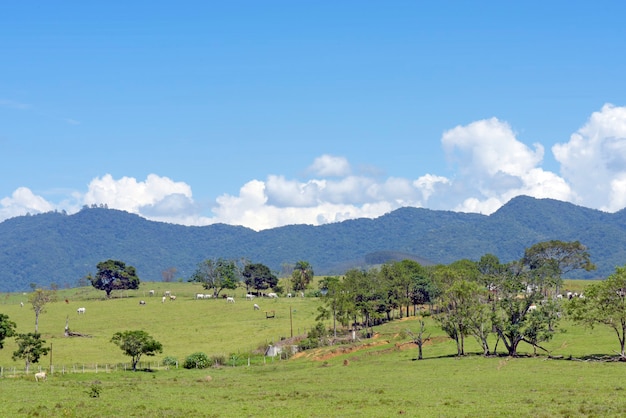 Rural landscape with cattle on pasture, trees, hills and blue sky. Sao Paulo state, Brazil.