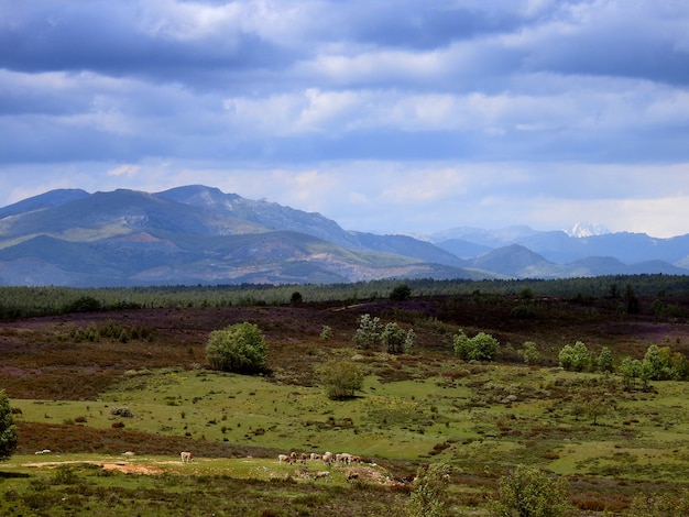 Rural landscape with cattle