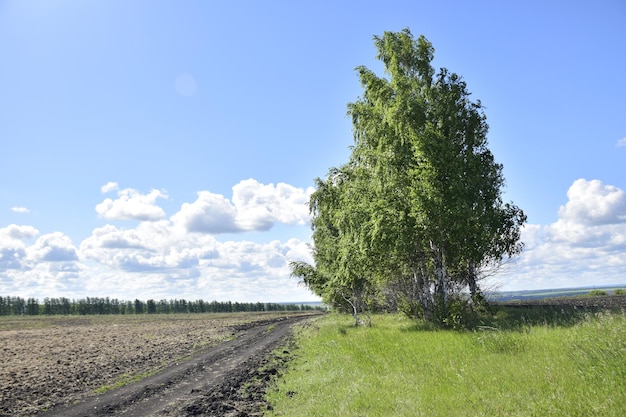 Rural landscape with dirt road between the field and the trees Ulyanovsk Russia