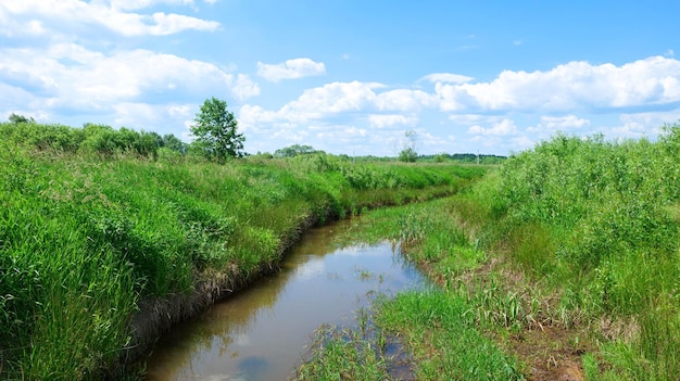 Rural landscape with a small river overgrown with grass, in the middle of a green field with trees.