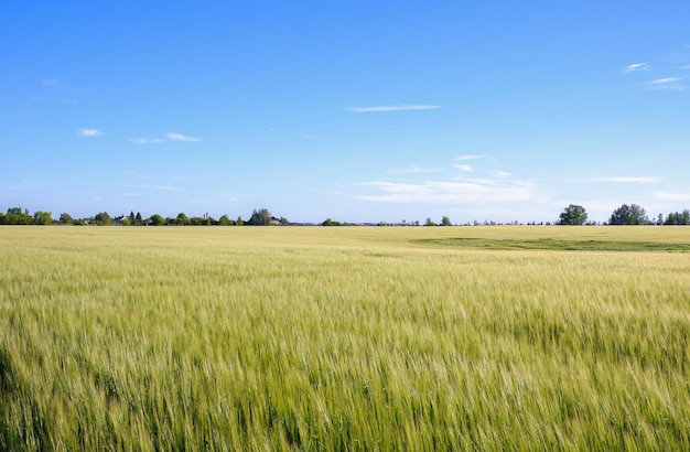 Rural landscape with wheat field, blue sky and village houses in the distance. Wheat harvest.