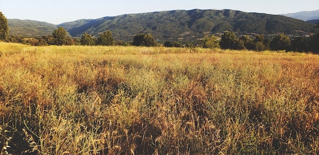 Rural Landscape With Wheat Field