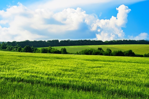 Rural landscape