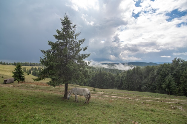 Rural nature landscape. A horse grazing in highland field alone. Natural scenery.