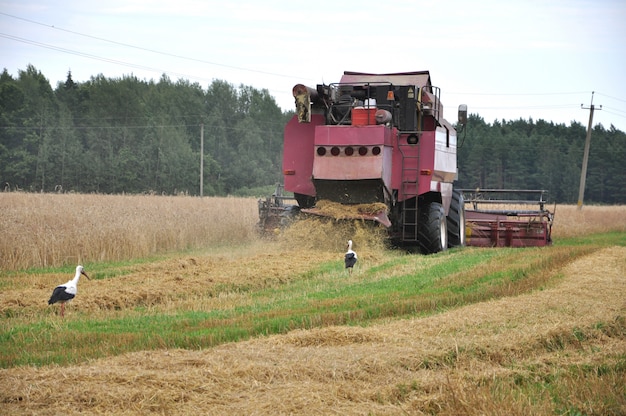 Rural old harvester reaps ripe wheat in the field.