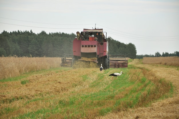 Rural old harvester reaps ripe wheat in the field.