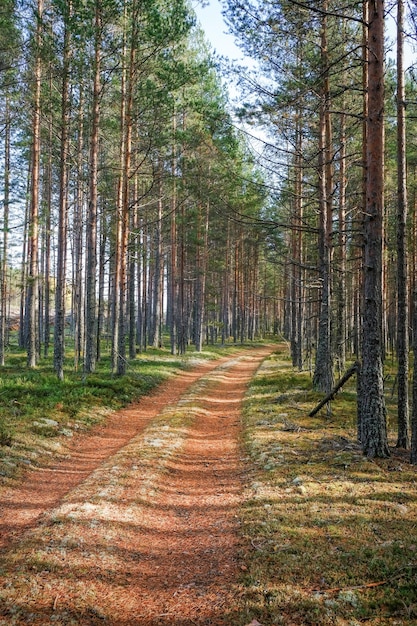 Rural road goes through forest with pine trees in autumn time Karelia Russia