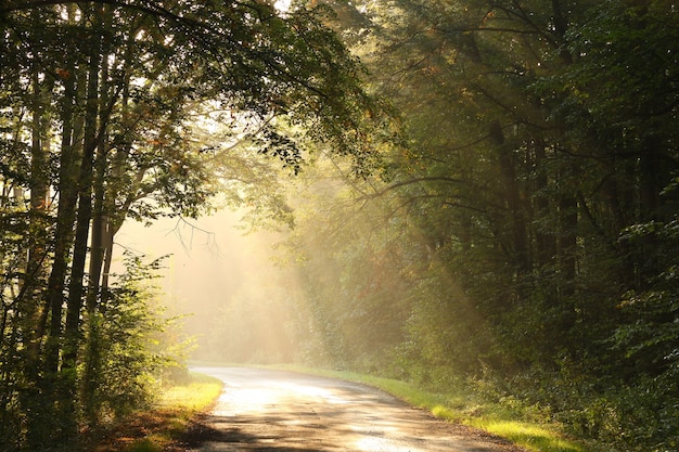 Rural road through autumn forest at sunrise