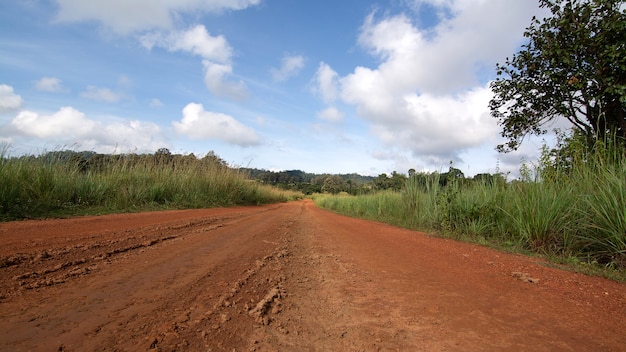 Rural road through green fields and tree in Thailand